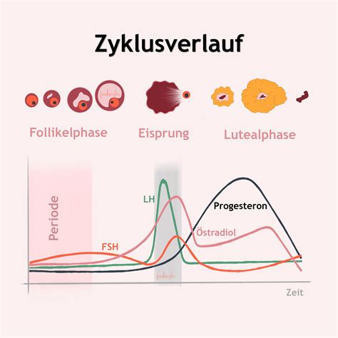 Grafik, die die Veränderungen der Hormonspiegel (Östrogen, Progesteron, FSH, LH) während des Menstruationszyklus darstellt.