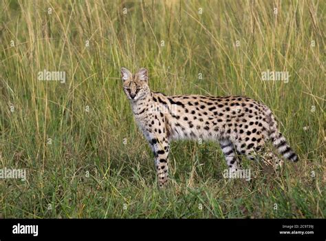 Serval in seinem natürlichen Lebensraum in der afrikanischen Savanne