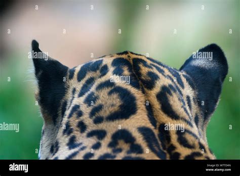 Nahaufnahme des charakteristischen gefleckten Fells eines Servals