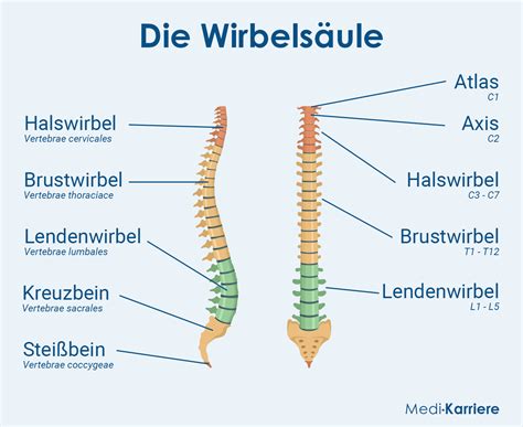 Schema: Risiken einseitiger sportlicher Belastung für die kindliche Wirbelsäule