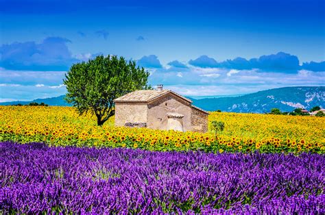 Fotografie einer sonnengetränkten Landschaft in der Provence mit Lavendelfeldern und Zypressen