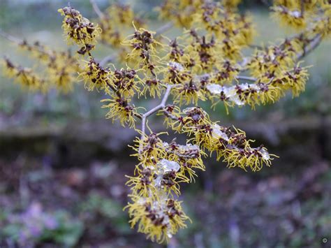 Beschreibung der Hamamelis Virginiana Pflanze mit ihren charakteristischen gelben Blüten im Herbst und ihren schiefen Blättern.