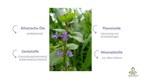 Infografik, die die Hauptwirkstoffe von Hamamelis (Gerbstoffe, ätherische Öle) und ihre jeweiligen Wirkungsweisen (adstringierend, entzündungshemmend, etc.) darstellt.