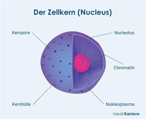 Schemazeichnung des Zusammenbaus der Vorderräder und der Bügelstange des Chicco WE Kinderwagens.