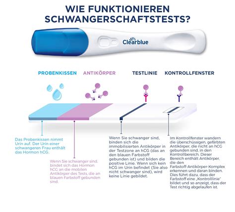 Infografik zur Funktionsweise und Auswertung eines Clearblue Schwangerschaftstests mit verschiedenen Linienkombinationen und Ergebnissen.