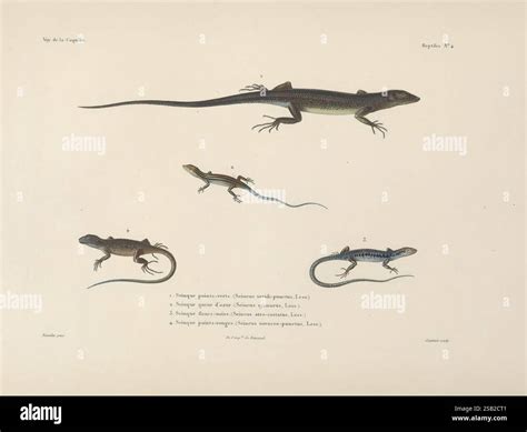 Vergleich von geschlechtlichen und parthenogenetisch sich fortpflanzenden Eidechsenarten.