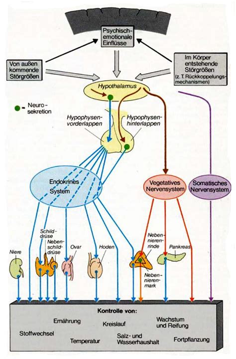 Grafik mit Erklärung der Hormonumstellung nach der Geburt und deren Einfluss auf das Haarwachstum.