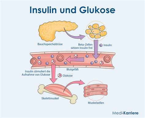 Schema der Insulinwirkung im Körper