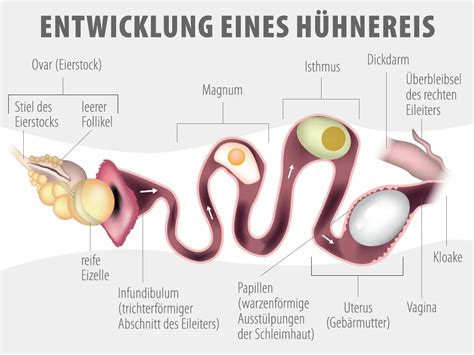 Illustration eines Hühnereis, das mit einer Schierlampe durchleuchtet wird, um die inneren Strukturen wie den Embryo und das Blutgefäßsystem sichtbar zu machen.