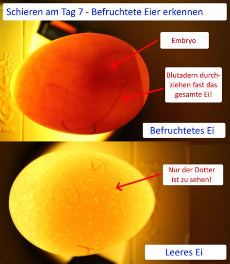 Vergleich verschiedener Lampen (Taschenlampe, Smartphone-Blitz, professionelle Schierlampe) im Einsatz beim Schieren von Eiern, um die Unterschiede in der Leuchtkraft und Hitzentwicklung zu demonstrieren.