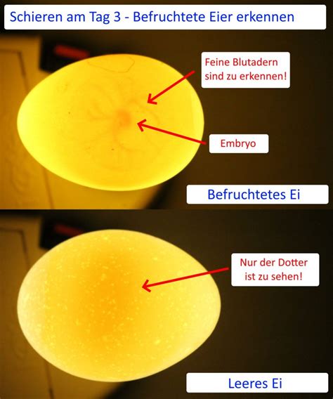 Detailaufnahme eines Hühnereis beim Schieren am 3. Tag der Brut, die ein feines Netz aus Blutadern und einen kleinen Embryo-Punkt zeigt.