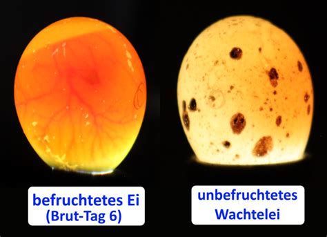 Vergleich von Eiern am 7. Tag der Brut: Ein befruchtetes Ei mit gut entwickeltem Adernetz und Embryo neben einem unbefruchteten Ei ohne sichtbare innere Strukturen.