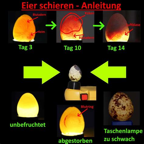 Vergleich von Eiern mit abgestorbenen Embryonen: Ein Ei mit deutlichem Blutring neben einem Ei, bei dem das Adernetz nicht mehr erkennbar ist.
