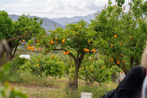 Traditionelle Orangenplantage im Sóllertal mit blühenden Bäumen