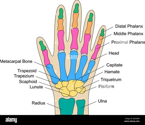 Schema der Handknochen mit Wachstumsfugen