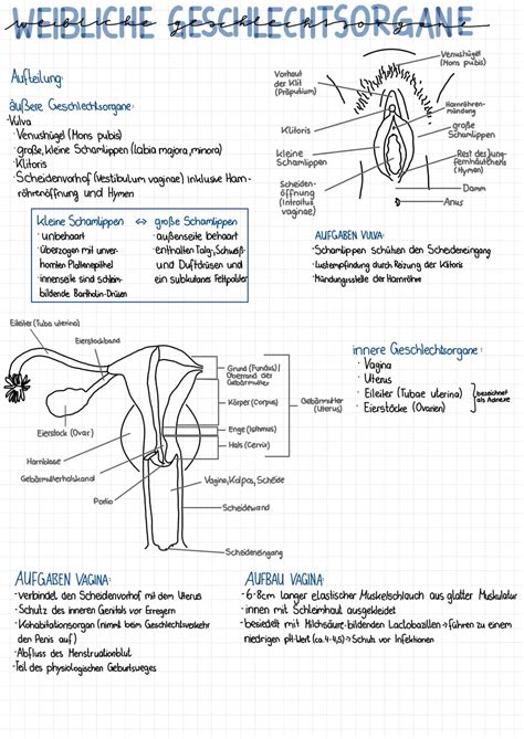Schematische Darstellung des weiblichen Fortpflanzungssystems