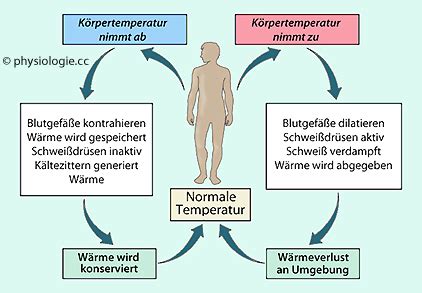 Schema der Körpertemperaturregulation durch den Hypothalamus