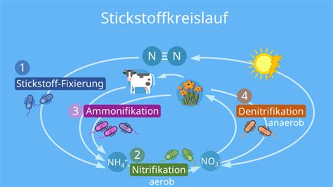Schema des Stickstoffkreislaufs mit seinen Hauptprozessen wie Fixierung, Mineralisation, Denitrifikation und Aufnahme durch Pflanzen