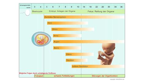 Darstellung der Organentwicklung des Fötus im zweiten Trimester