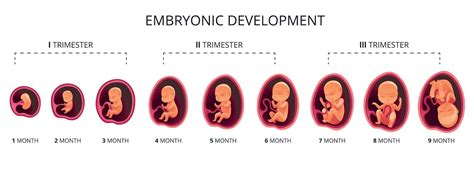 Infografik: Entwicklung des Babybauchs in den Trimestern