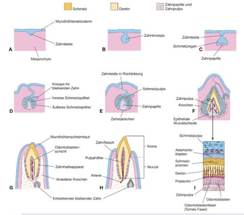 Schema der kindlichen Zahnentwicklung und mögliche Auswirkungen von Flaschenkaries