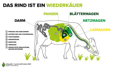 Schema des Entscheidungswegs bei kranken und verletzten Rindern