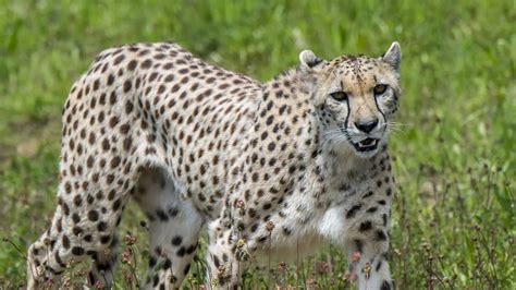 Ein Asiatischer Gepard in seinem natürlichen Lebensraum im Iran