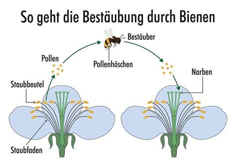 Illustration von Bienen und Hummeln bei der Bestäubung von Apfelblüten