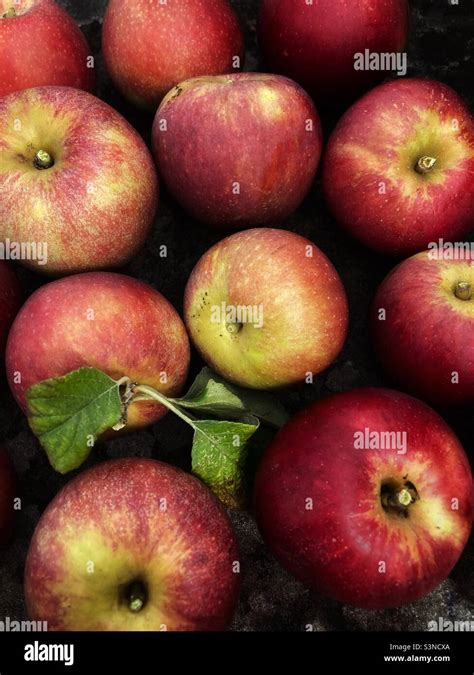 Detailaufnahme der manuellen Ernte von Äpfeln mit Stiel