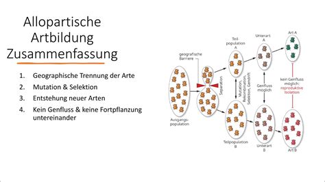 Schema der Artbildung durch Isolation und genetische Barrieren