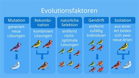 Grafik, die die divergente Entwicklung von Genpools durch Isolation und Selektion darstellt