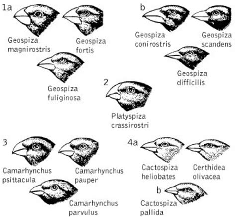 Bilder der verschiedenen Darwinfinken mit ihren spezifischen Schnabelformen