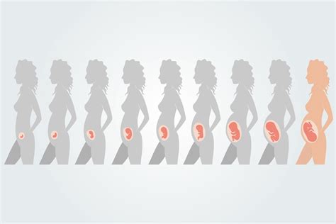 Schema des weiblichen Körpers während der Schwangerschaft mit Hervorhebung von Bereichen, die durch Yoga gestärkt werden.