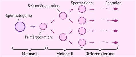 Schema: Zink und Spermienbildung