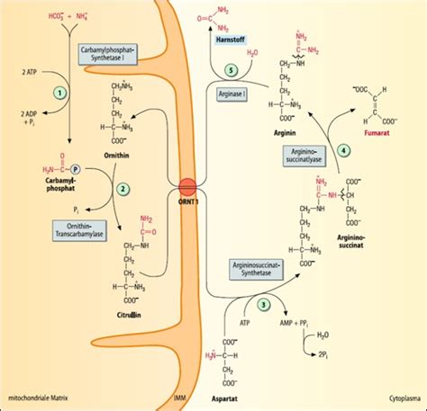 Schema des Harnstoffzyklus mit Beteiligung von Arginin