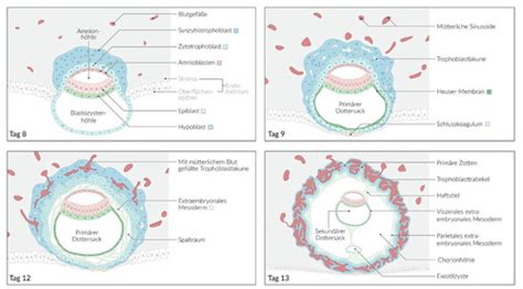 Schema der frühen Embryonalentwicklung mit den drei Keimblättern