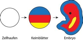 Darstellung des Wechselspiels von aktivierenden und inhibierenden Signalen in der Musterbildung