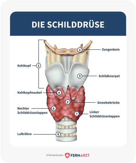 Darstellung der Schilddrüse im Halsbereich des menschlichen Körpers